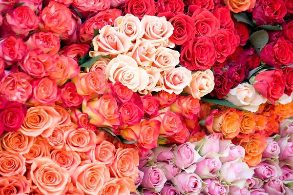 Buquê de rosas gigantes — Fotografia de Stock