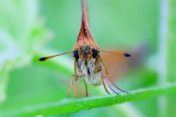 stock image Butterfly