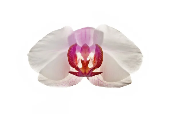 Orchidée fleur isolée — Photo