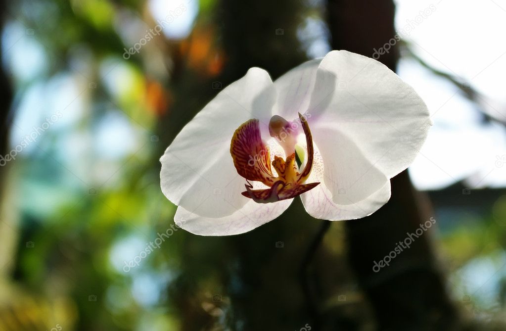 Flor de orquídea blanca: fotografía de stock © Roxana #2937332 |  Depositphotos