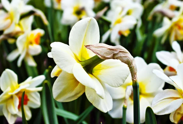 Vackra påskliljor — Stockfoto