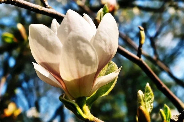 Blossoming of magnolia flower — Stock Photo, Image