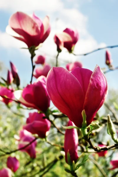 Fioritura di fiori di magnolia — Foto Stock