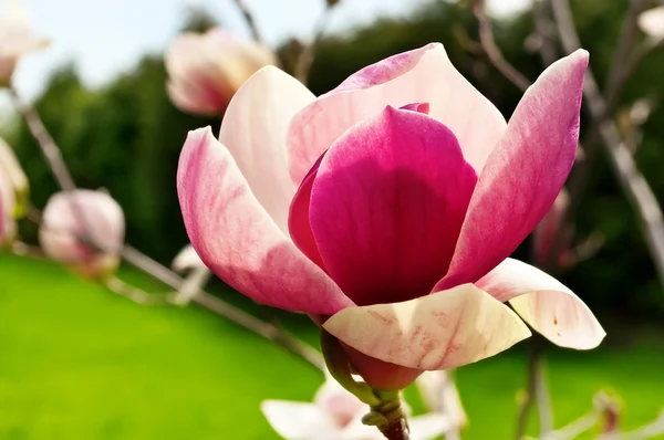Άνθηση της magnolia λουλούδια — Φωτογραφία Αρχείου
