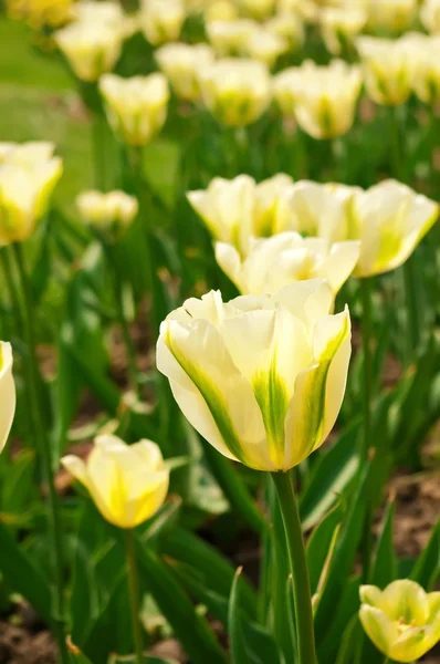 stock image Beautiful tulips