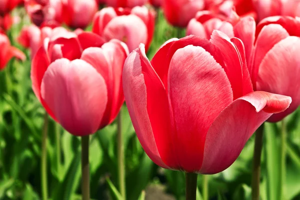 Beautiful tulips — Stock Photo, Image