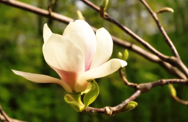Blossoming of magnolia flower — 图库照片