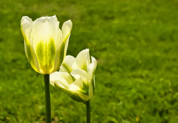 Beautiful tulips — Stock Photo, Image