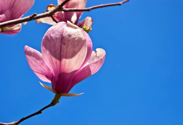 Blossoming of magnolia flower — Stockfoto