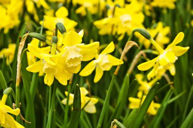 Beautiful yellow daffodils clipart