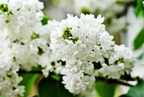 Branch of white lilac flowers — Stock Photo, Image