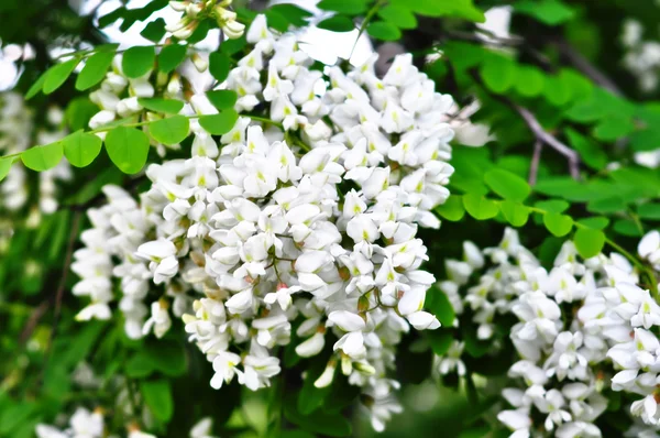 stock image Branch of white acacia flowers on the tree