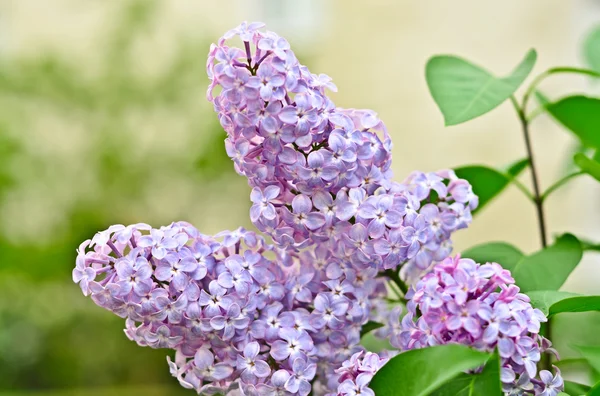 stock image Branch of lilac flowers