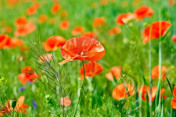 Red poppy in a green wheat field — Stock Photo, Image