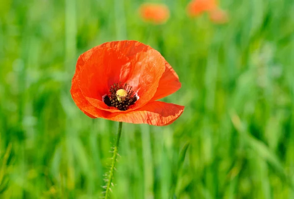 Red poppy in a green wheat field — Stock Photo, Image