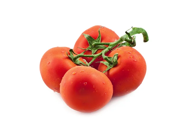 Branch with fresh ripe tomatoes on white — Stock Photo, Image