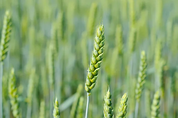 Prato con grano verde — Foto Stock