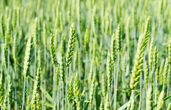 Meadow with green wheat — Stock Photo, Image