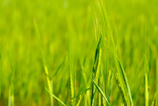 Pole trawy zielonej — Zdjęcie stockowe