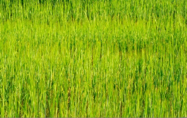 Campo de hierba verde — Foto de Stock
