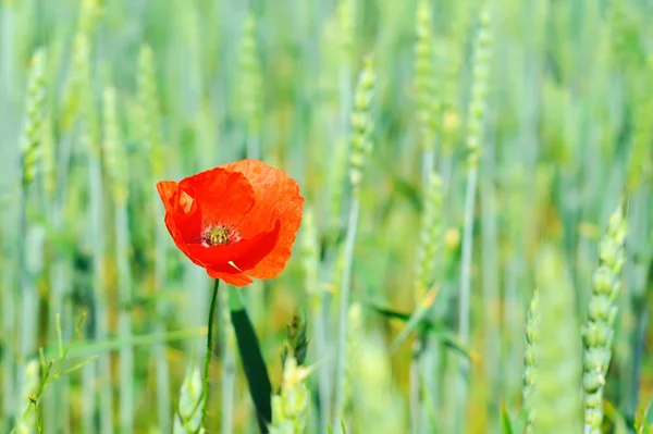 stock image Poppy in a field