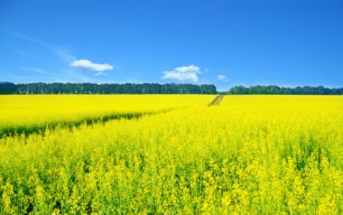 kolza tohumu manzara