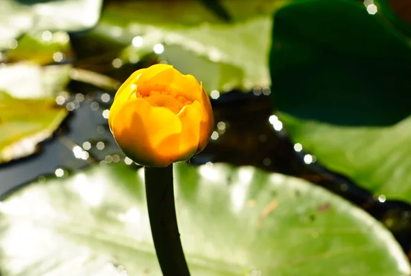 Yellow water-lily — Stock Photo, Image