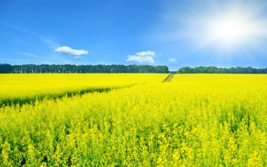 kolza tohumu manzara