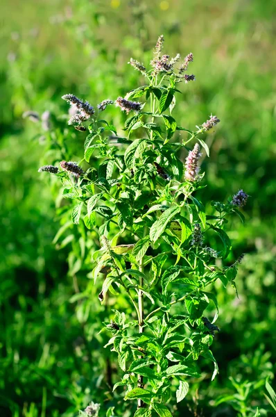 Mint plant — Stock Photo, Image