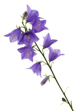 Bellflower clipart