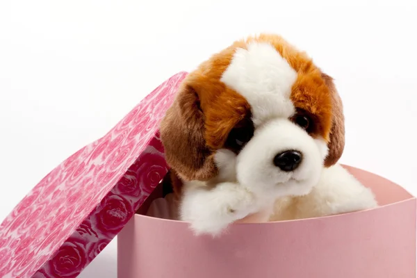 Gift a dog a toy in a box. — Stock Photo, Image