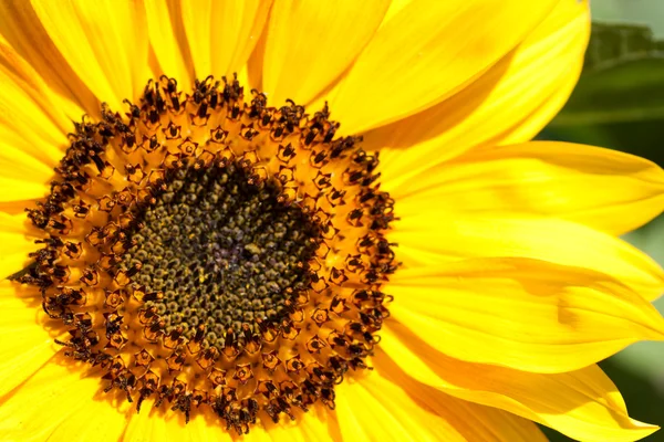 Sunflower a background. — Stock Photo, Image
