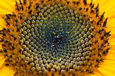 bir arka plan ayçiçeği.