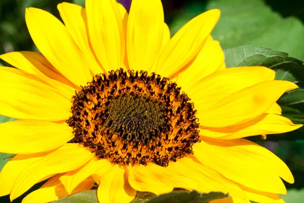 Sunflower a background. — Stock Photo, Image
