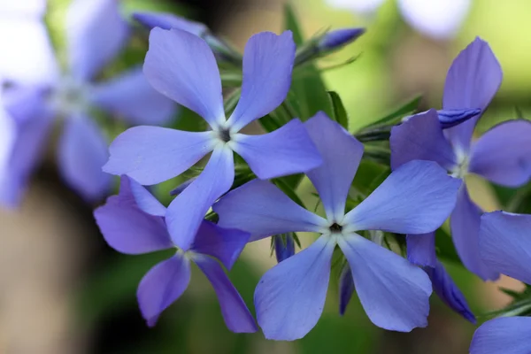 Flores azules pequeñas . — Foto de Stock