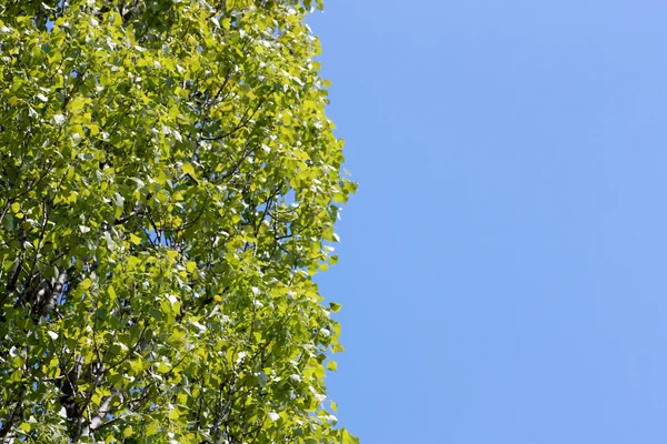 stock image Leaves on a poplar