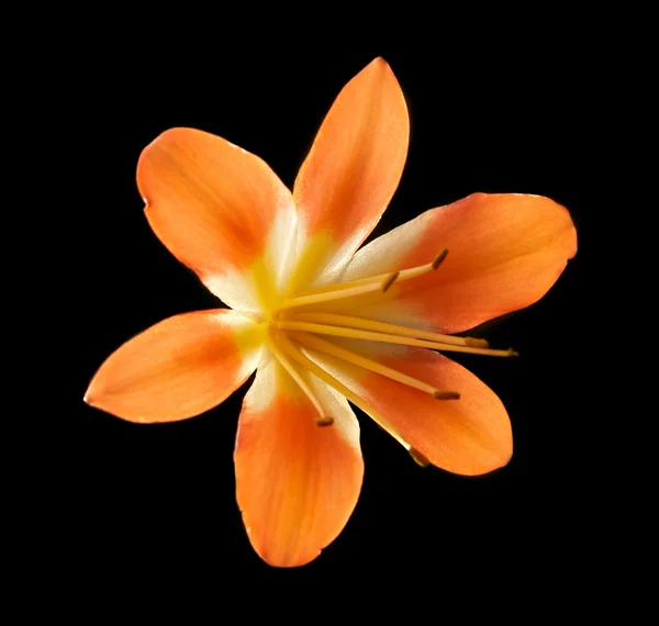 stock image Orange flower isolated on black