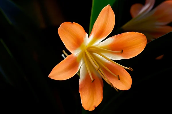 stock image Clivia plant