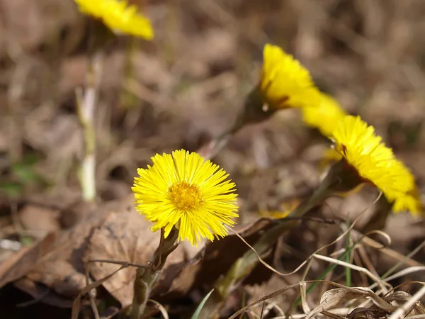 stock image The first flowers in spring