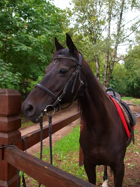 Un caballo con una correa —  Fotos de Stock