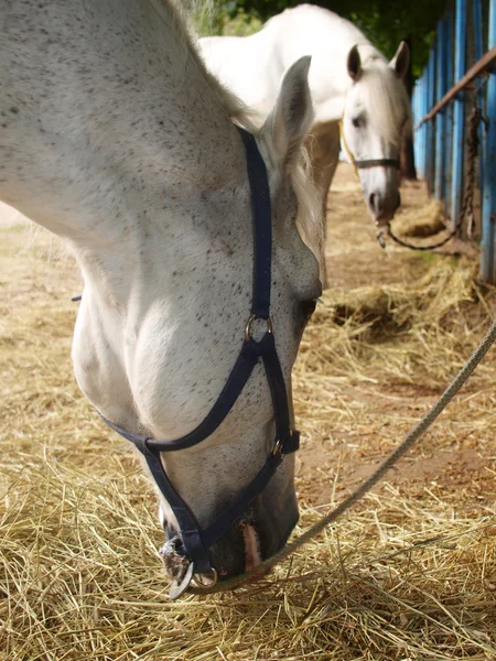 Белая лошадь ест сено . — стоковое фото