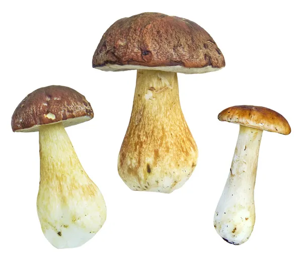 Ізольована гриби білі — стокове фото