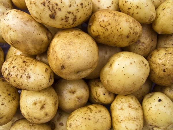 Kartoffel - Stock-foto