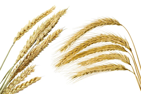 小麦的耳朵的集合 — 图库照片