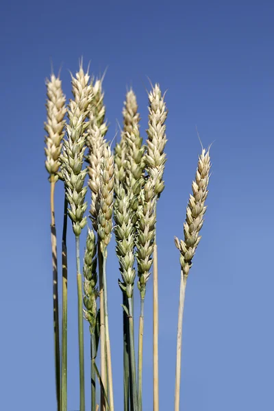 Golden ear of wheat — Stock Photo, Image