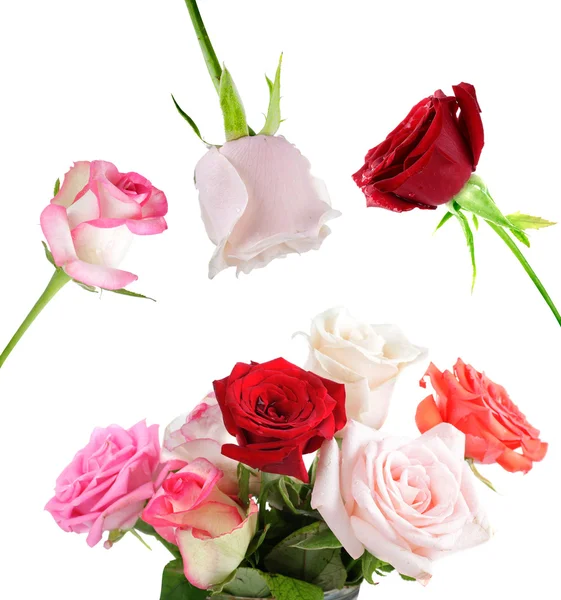 Набір барвистих троянд ізольовані — стокове фото