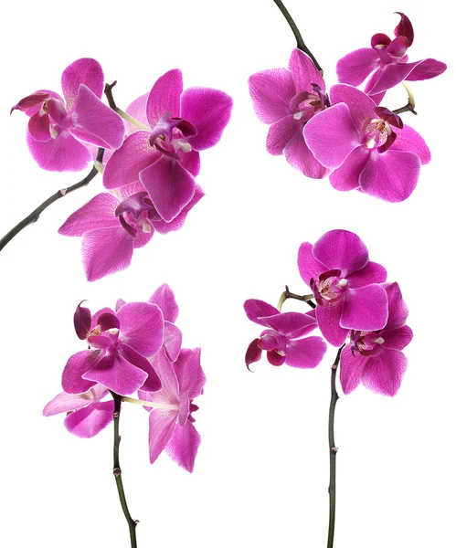 Collection of pink beautiful orchid — Stock Photo, Image