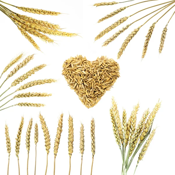 小麦の穂のコレクション — ストック写真