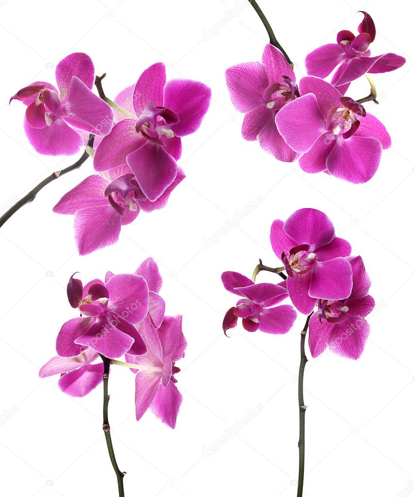 Collection of pink beautiful orchid