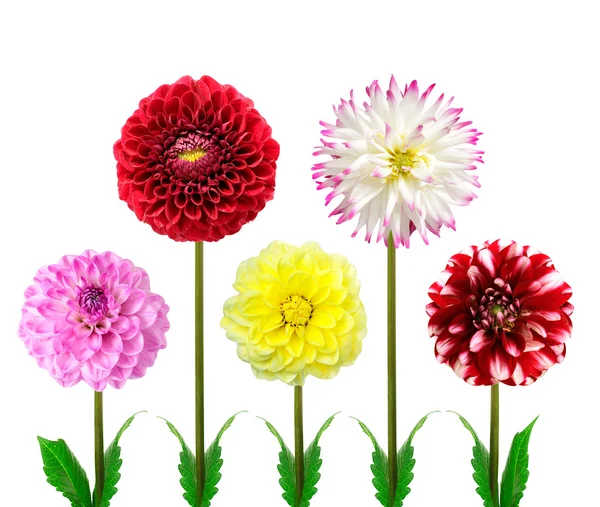 Coloridas flores de dalia — Foto de Stock
